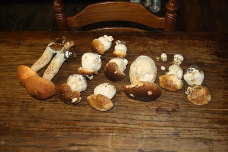 cepes.jpg